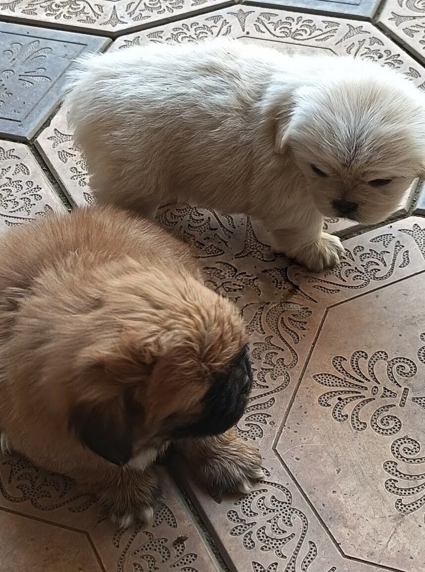 Pekines