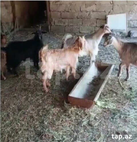 Çəpişlər