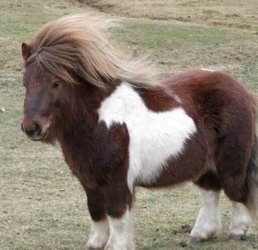 Poni atları