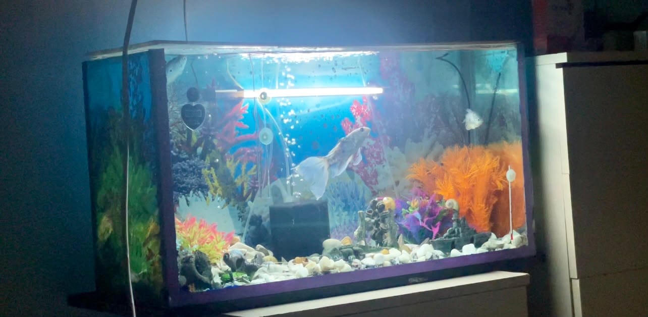 Akvarium satılır