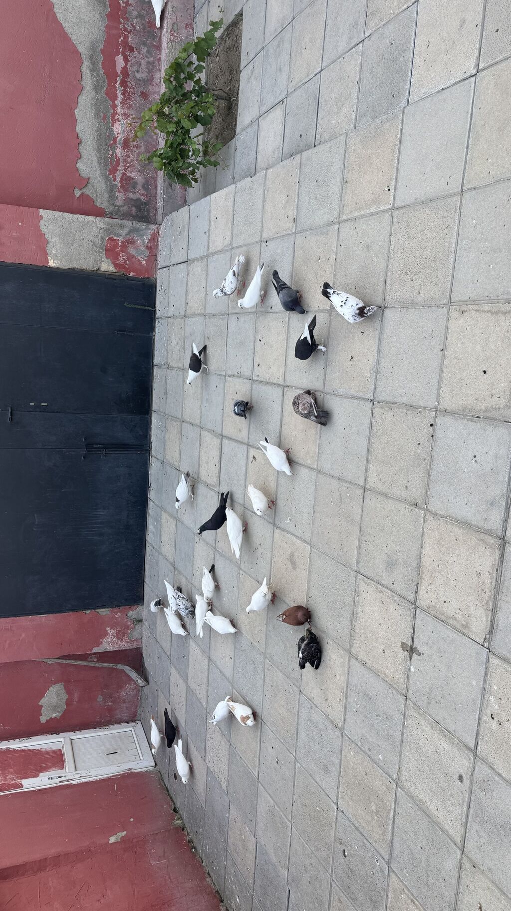 Göyərçin