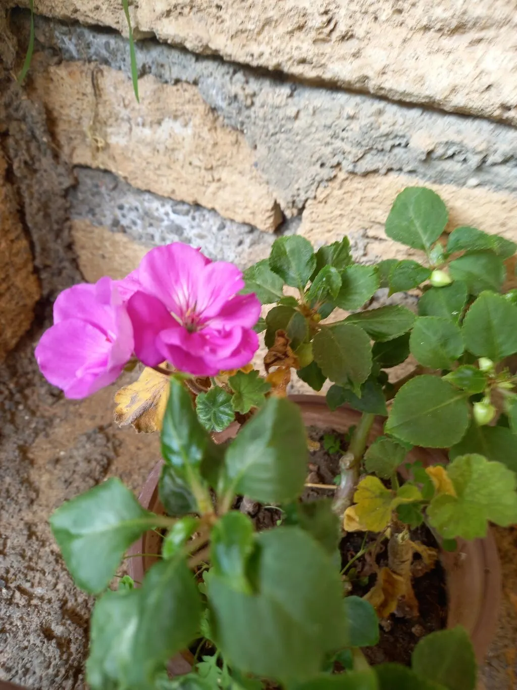 Saksıda “Impatiens” (balzam/yenibahar) dekorativ çiçək bitkisi
