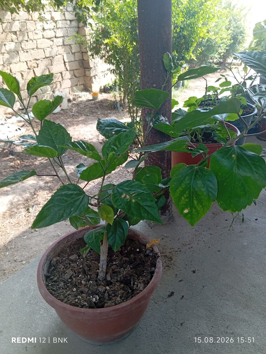 Qırmızı hibiskus (Hibiscus rosa‑sinensis) saksı bitkisi