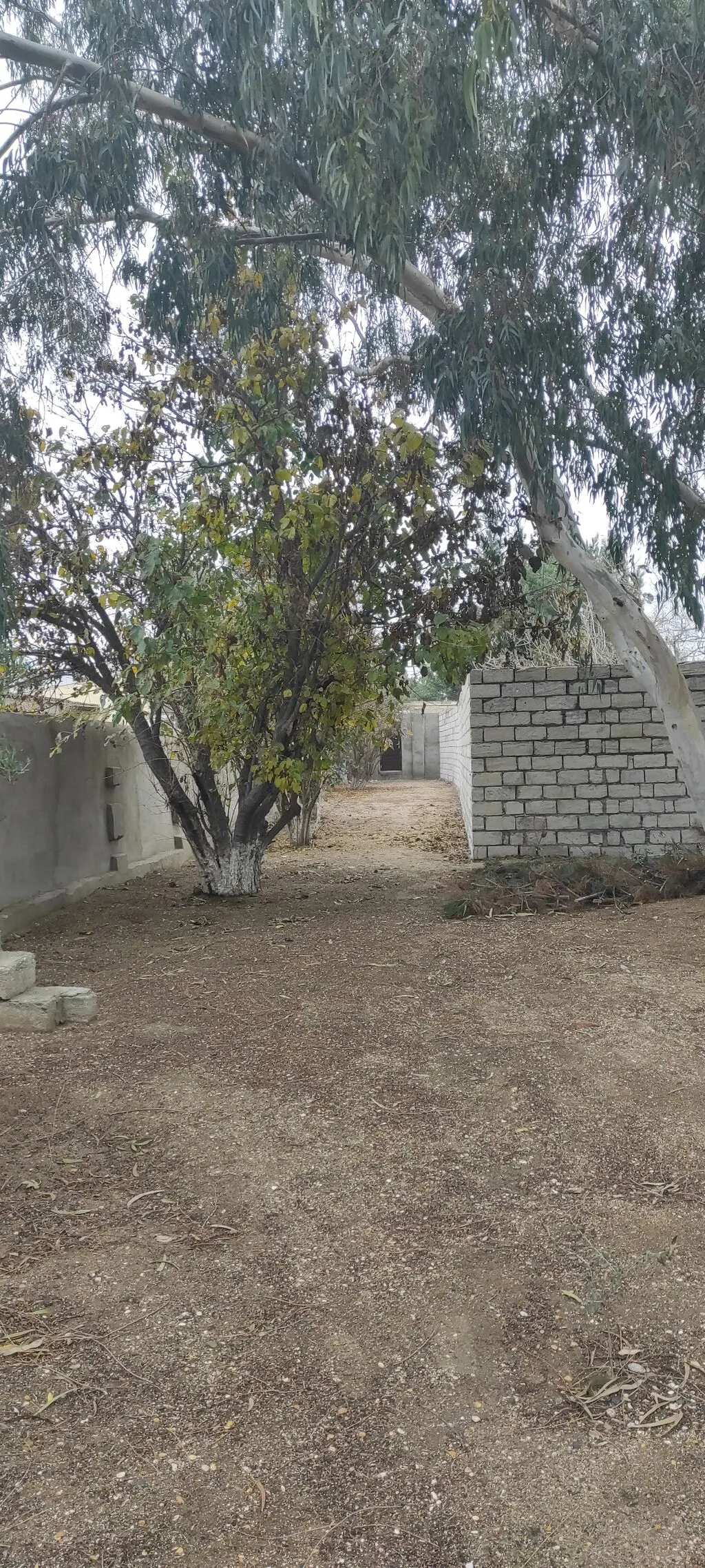 6 sot, Tikinti, Kupça (Çıxarış) Digah