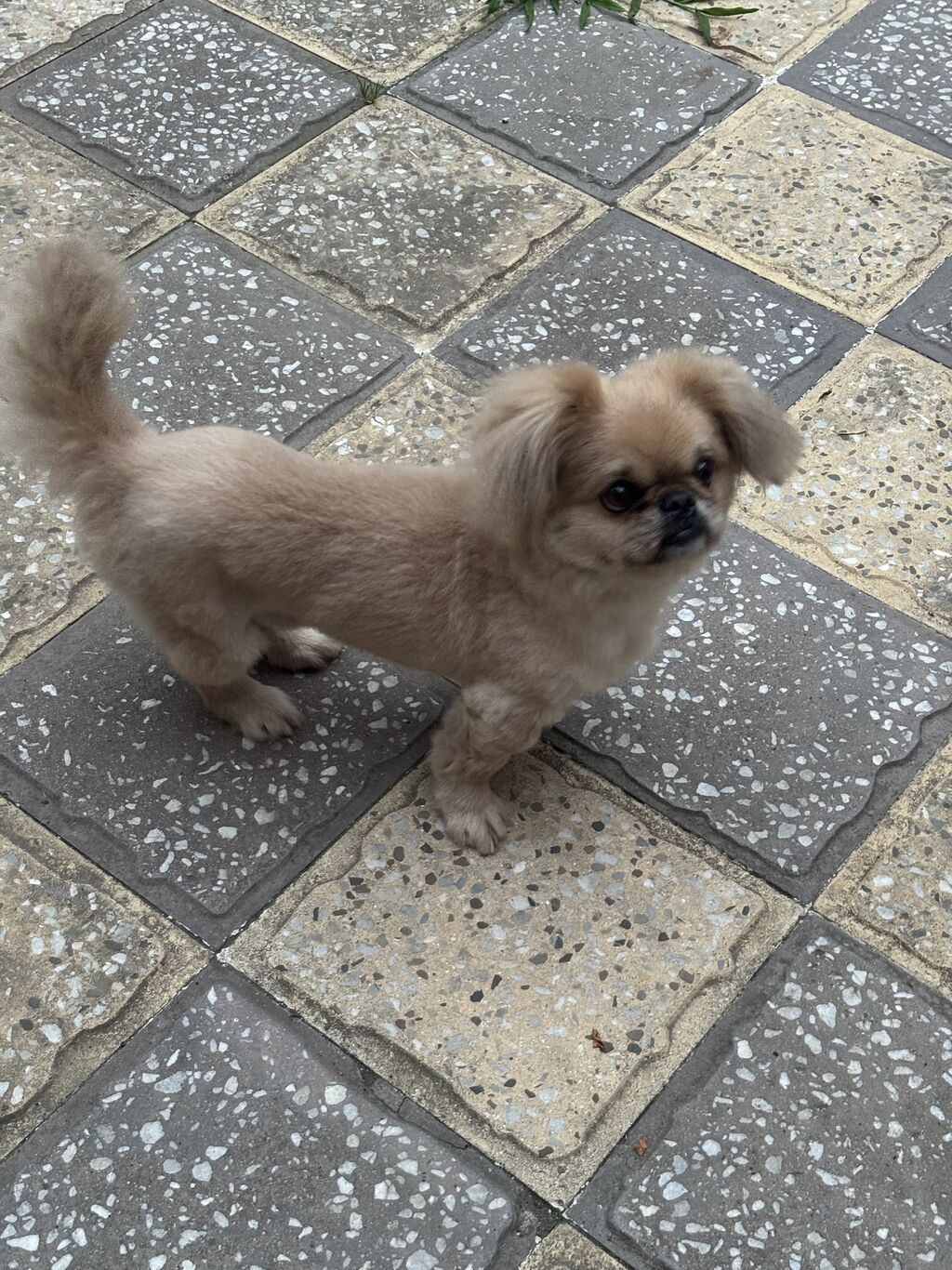 Pekines, 1 il, Erkək, Peyvəndli, ev iti satılır