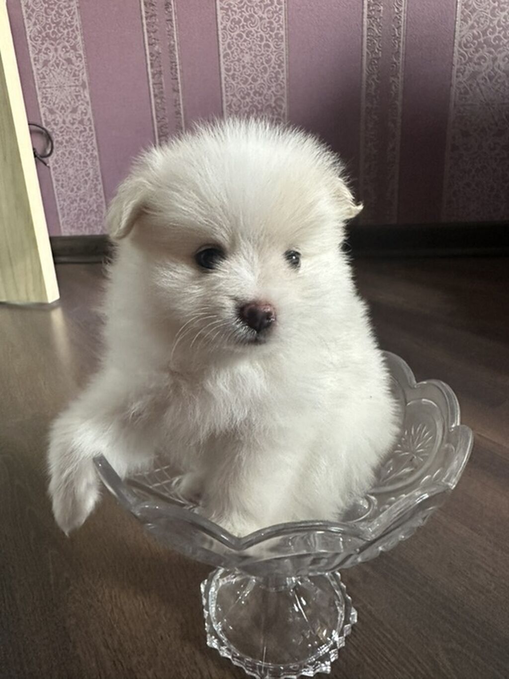 Şpitz, 1 ay, Erkə